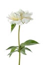 Beautiful fragrant peony flower isolated