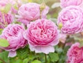 A beautiful fragrant pink english tea rose with sunlight, Blooming David Austin roses in English garden, Soft focus of Pink flower Royalty Free Stock Photo