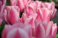 Several tender pink tulips close-up