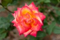 Beautiful and fragrant rose Double Delight Type: Hybrid Tea Royalty Free Stock Photo