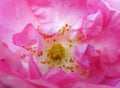Beautiful and fragrant tea rose