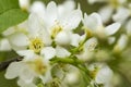 Beautiful, fragrant, white flowers of the bird chert Prunus padus, hackberry, hagberry, or Mayday tree, with a blurred