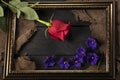 In a beautiful frame, pieces of canvas, a red rose Royalty Free Stock Photo