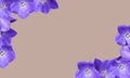 Beautiful frame with space for text lilac flowers Royalty Free Stock Photo