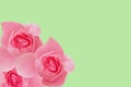 Beautiful frame of three bright beautiful pink roses on a light green isolated background Royalty Free Stock Photo