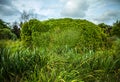 Beautiful framework covered by vegetation close-up photo Royalty Free Stock Photo