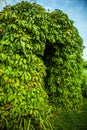 Beautiful framework covered by vegetation close-up photo Royalty Free Stock Photo