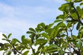 Beautiful frangipani background is the sky Royalty Free Stock Photo