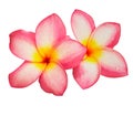 The beautiful frangipani flower isolated