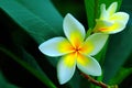 Beautiful Frangipani Flowers