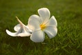 Beautiful frangipani flowers, Closeup falling on grass garden in the morning