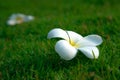 Beautiful frangipani flowers, Closeup falling on grass garden in the morning