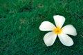 Beautiful frangipani flowers, Closeup falling on grass garden in the morning