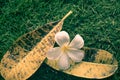 Beautiful frangipani flowers nad fall leaf, sadness mood, Closeup falling on grass garden in the morning