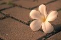 Beautiful frangipani flowers, sadness mood, Closeup falling on stone garden in the morning