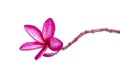 Beautiful frangipani flowers