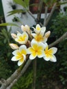 Beautiful frangipani flowers in the yard of the house