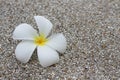 Beautiful frangipani or plumeria flowers on the concrete floor in the garden Royalty Free Stock Photo