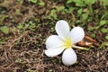 Beautiful frangipani or plumeria flowers on the ground in the garden Royalty Free Stock Photo