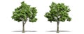 Beautiful Fraxinus tree isolated and cutting on a white background with clipping path