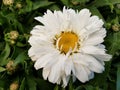Beautiful &#x27;Freak Shasta&#x27; White Daisy Flower At Full Bloom