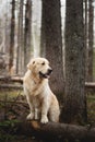 Beautiful and free dog breed golden retriever sitting outdoors in the forest at sunset in spring