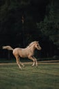 Beautiful free foal horse trotting at the field. trees on background Royalty Free Stock Photo