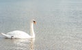 Beautiful free graceful wild white mute swan bird swimming in the water in the nature feeling calm