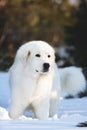 Beautiful and free maremmano abruzzese sheepdog. Close-up of big white fluffy dog is on the snow in the forest in winter Royalty Free Stock Photo