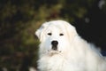 Beautiful and free maremmano abruzzese sheepdog. Close-up of big white fluffy dog is on the snow in the forest in winter