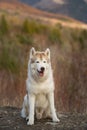 Beautiful, free and prideful Siberian Husky dog with tonque hanging out sitting in the forest in late autumn Royalty Free Stock Photo