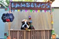 Beautiful free-range Bulldog in the free kissing booth at the canine june party