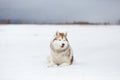 Beautiful and free siberian husky dog lying in the snow field in winter at sunset Royalty Free Stock Photo
