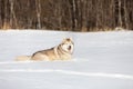 Beautiful and free siberian husky dog lying in the snow field in winter at sunset Royalty Free Stock Photo