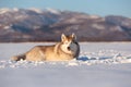 Beautiful and free siberian husky dog lying in the snow field in winter at sunset Royalty Free Stock Photo