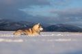Beautiful and free siberian husky dog lying in the snow field in winter at sunset Royalty Free Stock Photo