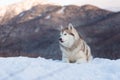 Beautiful and free Siberian Husky dog lying is on the snow in winter forest at sunset on bright mountain background Royalty Free Stock Photo