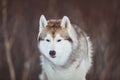 Beautiful and free Siberian Husky dog sitting is on the snow in winter forest at sunset on mountain background Royalty Free Stock Photo