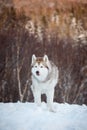 Beautiful and free Siberian Husky dog sitting is on the snow in winter forest at sunset on mountain background Royalty Free Stock Photo