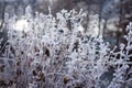 Beautiful freezed plants, winter colors