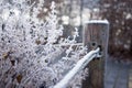 Beautiful freezed plants, winter colors