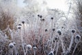 Beautiful freezed plants, winter colors