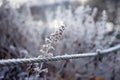 Beautiful freezed plants, winter colors