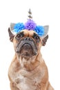 Beautiful French Bulldog dog dressed up as unicorn with costume headband with silver horn and flowers on white background Royalty Free Stock Photo