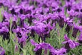 Beautiful french lavender or lavandula pedunculata or Butterfly lavender flowers in summer garden. Royalty Free Stock Photo