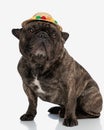 beautiful frenchie dog with colorful tassels cat looking up and sitting