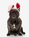 beautiful frenchie puppy wearing red bunny ears headband and looking forward