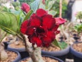 Beautiful and fresh Adenium with a dominant color of red mixed with a little black