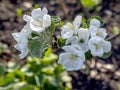 Beautiful fresh Apple blossoms on a branch, macro