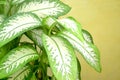 Beautiful fresh Arrowhead Plant or Diffenbachia maculata Royalty Free Stock Photo